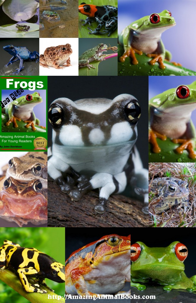 Frog Poster (3)