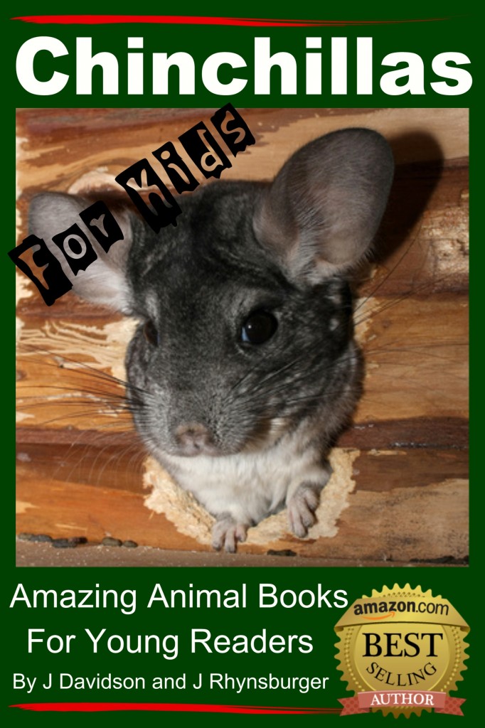 chinchillas